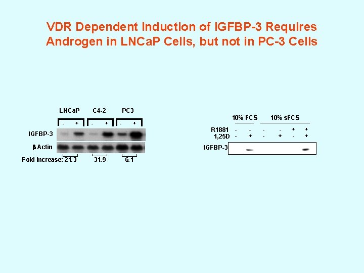 VDR Dependent Induction of IGFBP-3 Requires Androgen in LNCa. P Cells, but not in