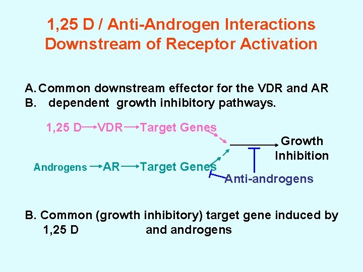 1, 25 D / Anti-Androgen Interactions Downstream of Receptor Activation A. Common downstream effector