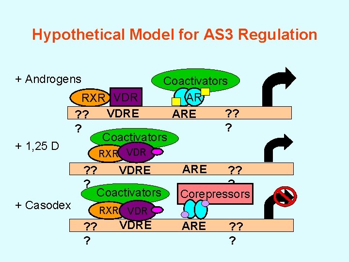 Hypothetical Model for AS 3 Regulation + Androgens + 1, 25 D + Casodex