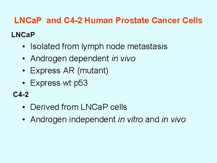 LNCa. P and C 4 -2 Human Prostate Cancer Cells LNCa. P • •