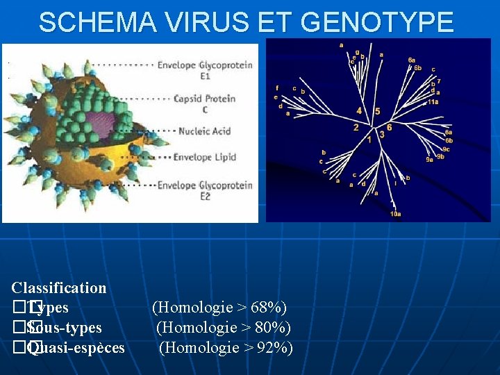 SCHEMA VIRUS ET GENOTYPE Classification �� Types �� Sous-types �� Quasi-espèces (Homologie > 68%)
