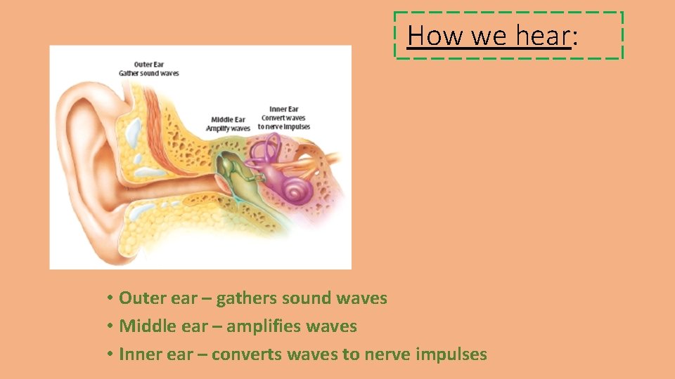 How we hear: • Outer ear – gathers sound waves • Middle ear –