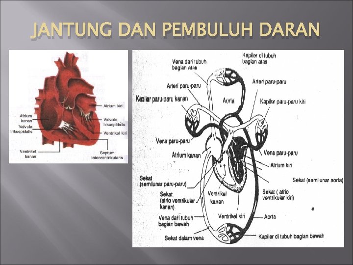 JANTUNG DAN PEMBULUH DARAN 