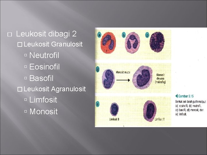 � Leukosit dibagi 2 � Leukosit Granulosit Neutrofil Eosinofil Basofil � Leukosit Agranulosit Limfosit