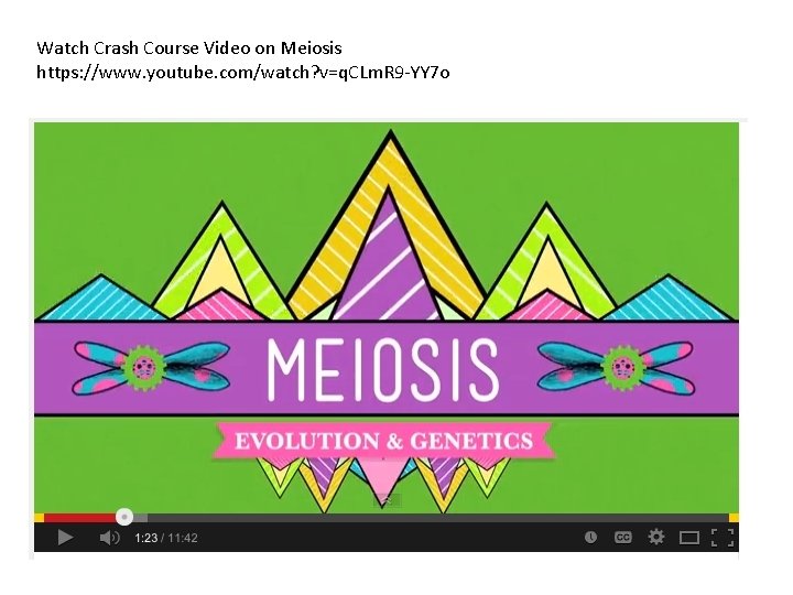 Watch Crash Course Video on Meiosis https: //www. youtube. com/watch? v=q. CLm. R 9