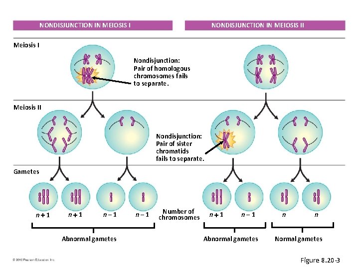 NONDISJUNCTION IN MEIOSIS II NONDISJUNCTION IN MEIOSIS I Meiosis I Nondisjunction: Pair of homologous