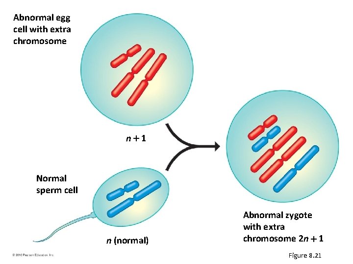 Abnormal egg cell with extra chromosome n 1 Normal sperm cell n (normal) Abnormal