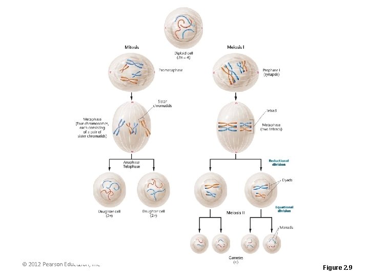 © 2012 Pearson Education, Inc. Figure 2. 9 