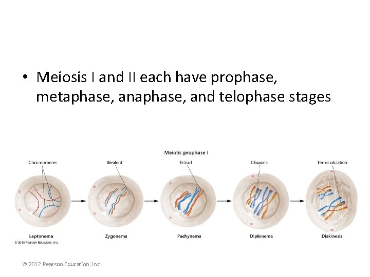  • Meiosis I and II each have prophase, metaphase, and telophase stages ©