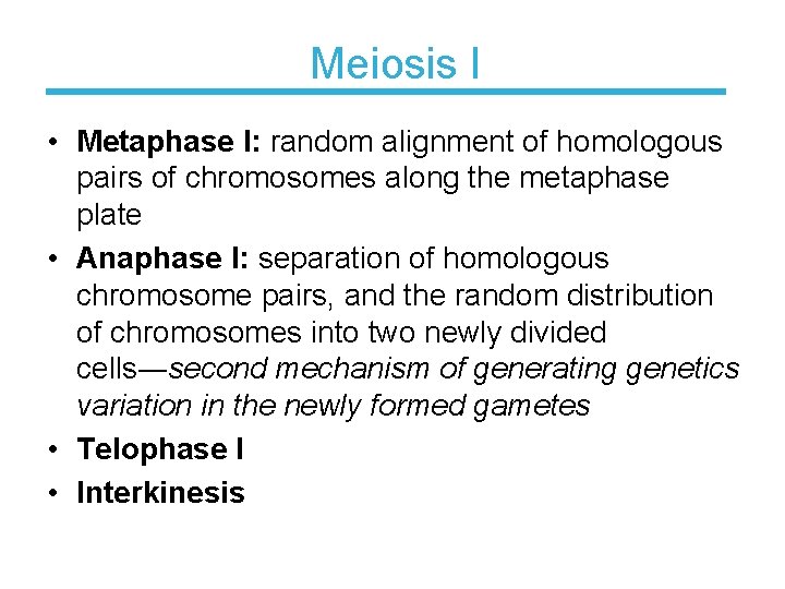 Meiosis I • Metaphase I: random alignment of homologous pairs of chromosomes along the