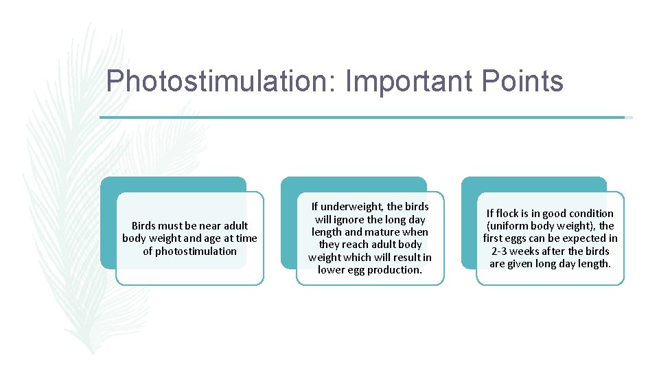 Photostimulation: Important Points Birds must be near adult body weight and age at time