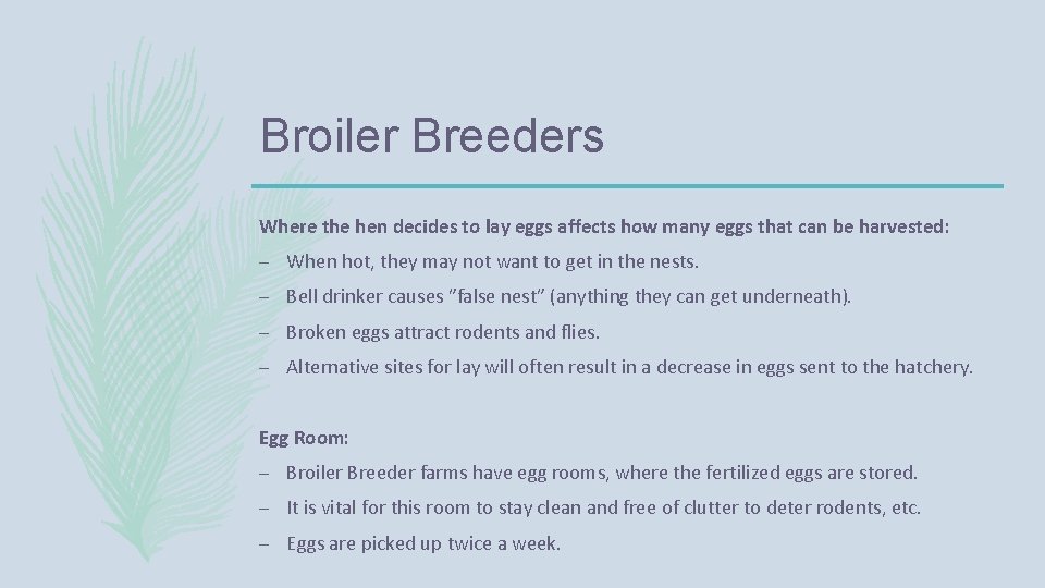 Broiler Breeders Where the hen decides to lay eggs affects how many eggs that