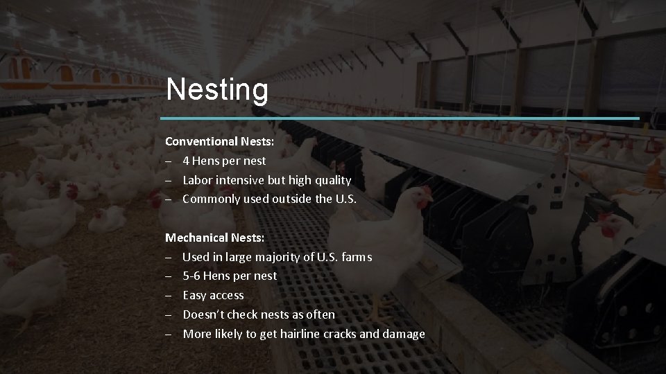 Nesting Conventional Nests: – 4 Hens per nest – Labor intensive but high quality