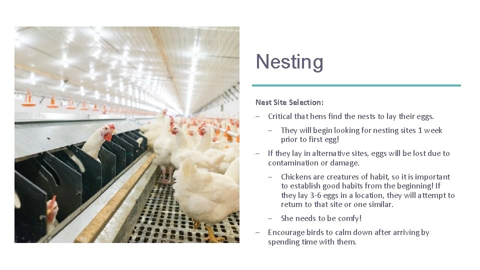 Nesting Nest Site Selection: – Critical that hens find the nests to lay their