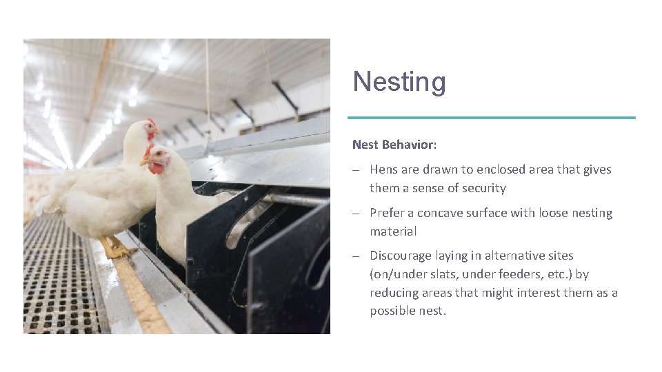 Nesting Nest Behavior: – Hens are drawn to enclosed area that gives them a