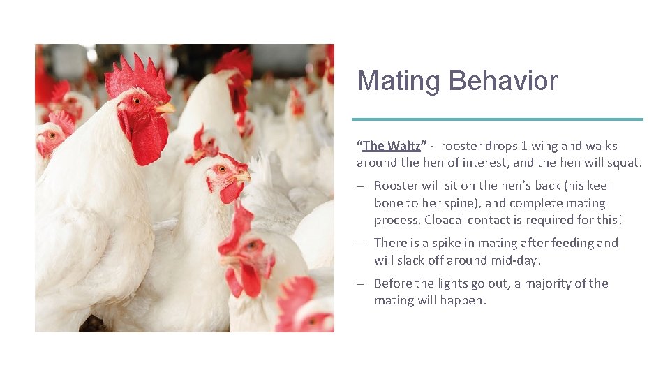 Mating Behavior “The Waltz” - rooster drops 1 wing and walks around the hen