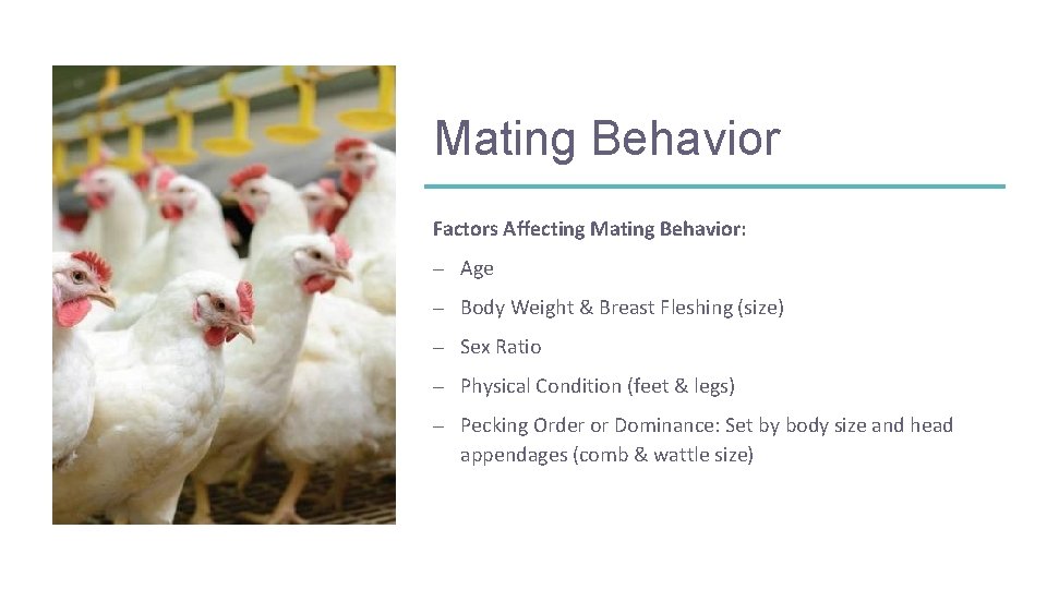 Mating Behavior Factors Affecting Mating Behavior: – Age – Body Weight & Breast Fleshing