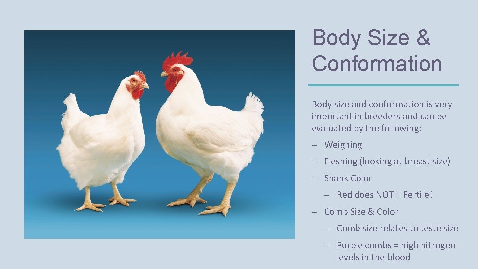 Body Size & Conformation Body size and conformation is very important in breeders and