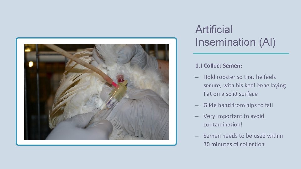 Artificial Insemination (AI) 1. ) Collect Semen: – Hold rooster so that he feels