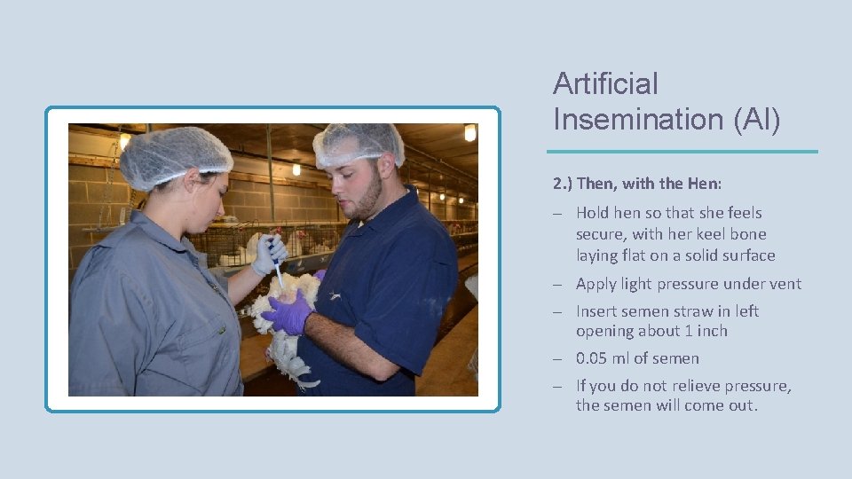 Artificial Insemination (AI) 2. ) Then, with the Hen: – Hold hen so that