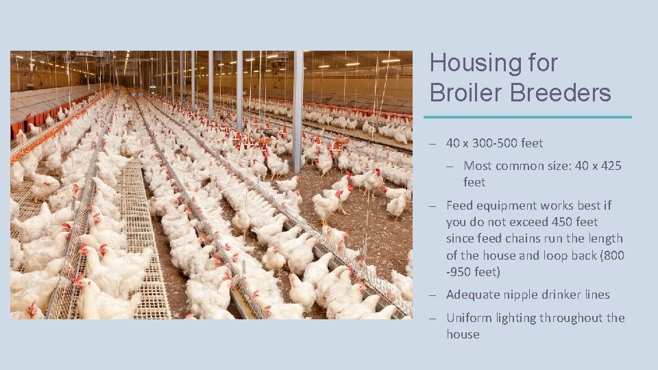 Housing for Broiler Breeders – 40 x 300 -500 feet – Most common size: