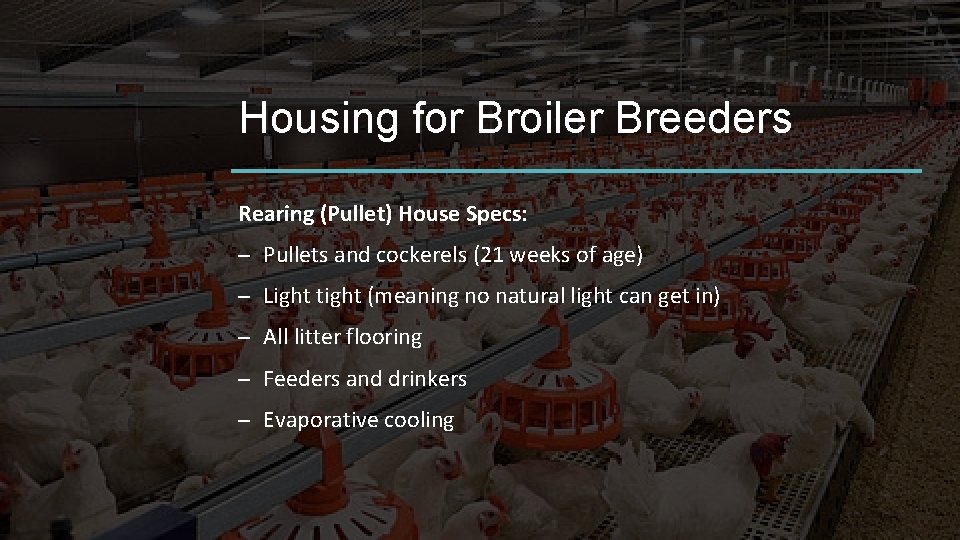 Housing for Broiler Breeders Rearing (Pullet) House Specs: – Pullets and cockerels (21 weeks