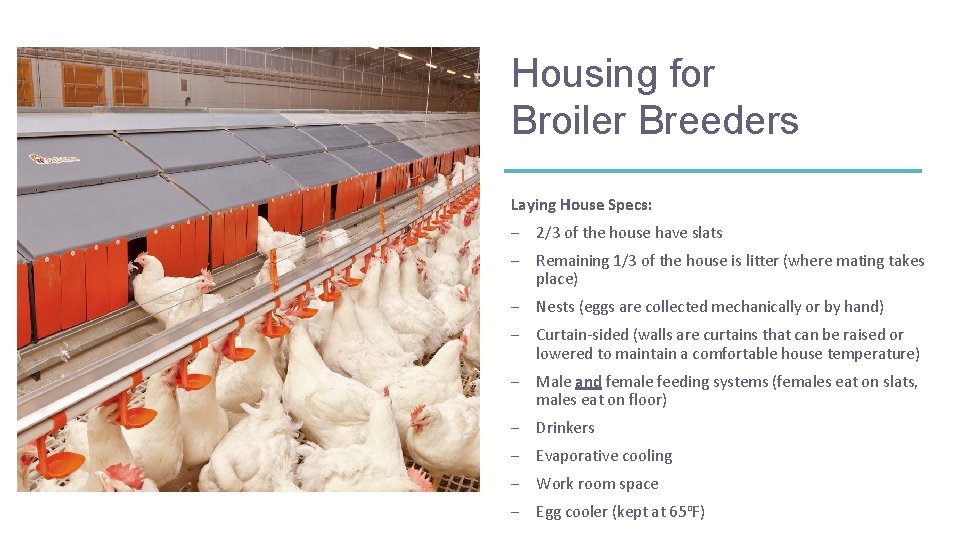 Housing for Broiler Breeders Laying House Specs: – 2/3 of the house have slats