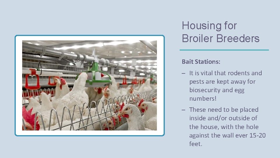 Housing for Broiler Breeders Bait Stations: – It is vital that rodents and pests