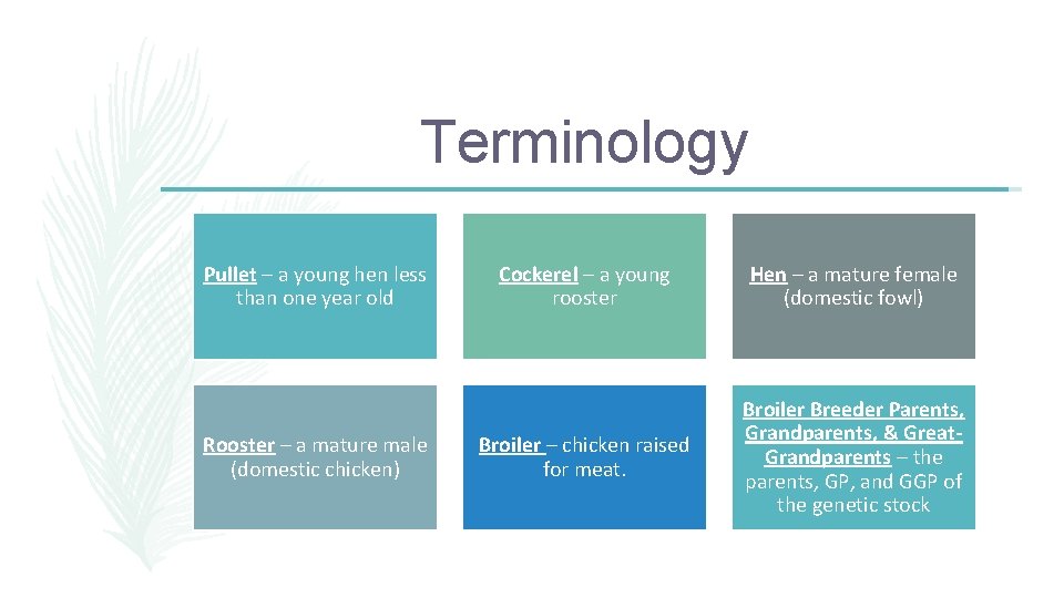 Terminology Pullet – a young hen less than one year old Rooster – a