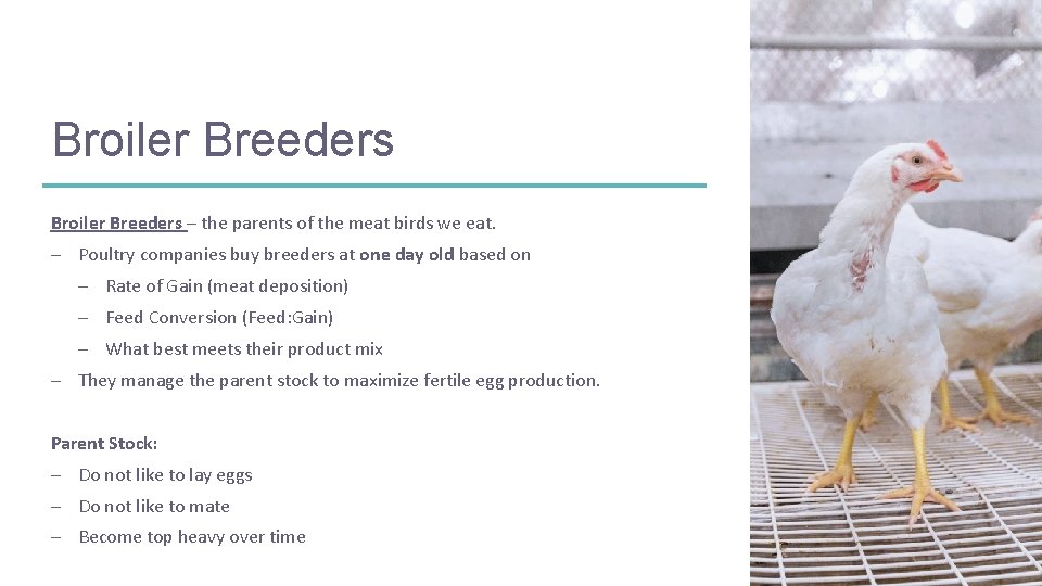 Broiler Breeders – the parents of the meat birds we eat. – Poultry companies