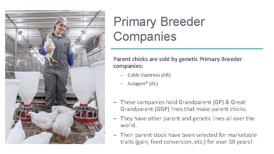 Primary Breeder Companies Parent chicks are sold by genetic Primary Breeder companies: – Cobb-Vantress