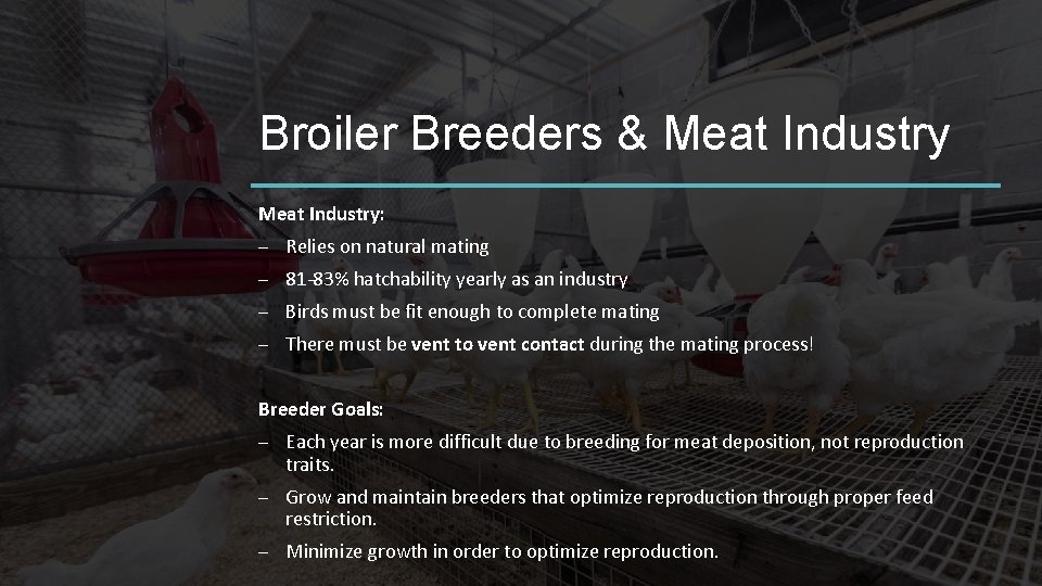 Broiler Breeders & Meat Industry: – Relies on natural mating – 81 -83% hatchability