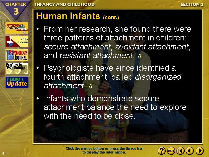 Human Infants (cont. ) • From her research, she found there were three patterns