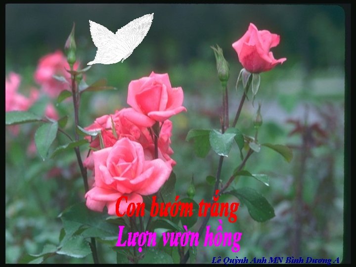 Lê Quỳnh Anh MN Bình Dương A 