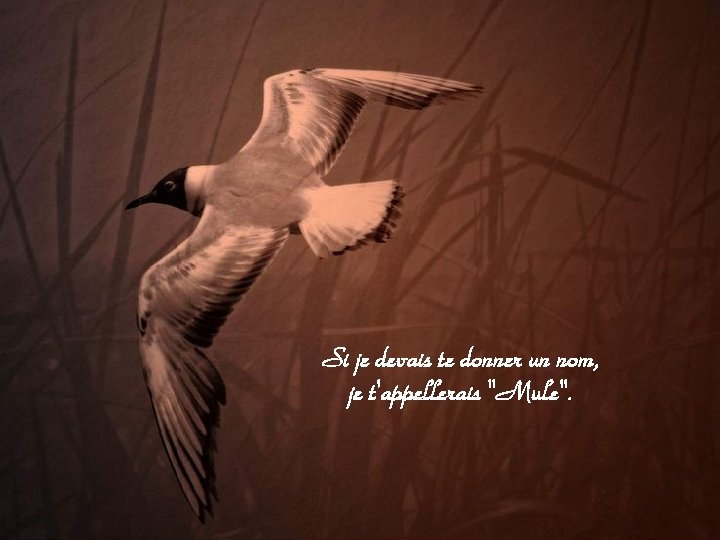 Si je devais te donner un nom, je t'appellerais "Mule". 