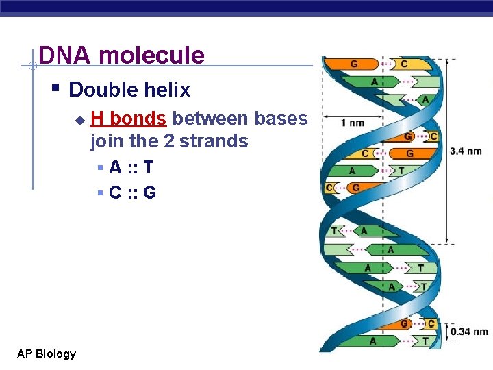 DNA molecule § Double helix u H bonds between bases join the 2 strands