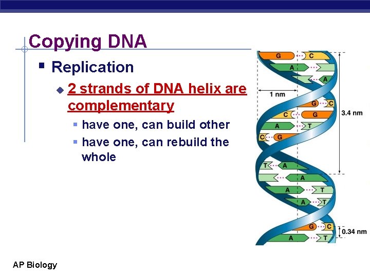 Copying DNA § Replication u 2 strands of DNA helix are complementary § have