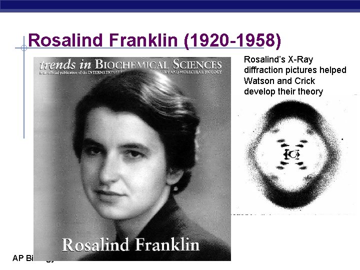 Rosalind Franklin (1920 -1958) Rosalind’s X-Ray diffraction pictures helped Watson and Crick develop their