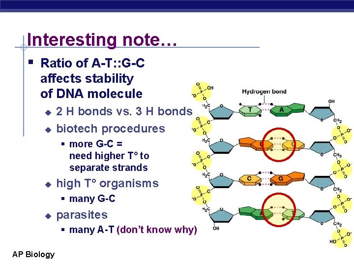Interesting note… § Ratio of A-T: : G-C affects stability of DNA molecule u