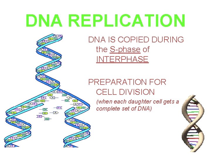 DNA REPLICATION DNA IS COPIED DURING the S-phase of INTERPHASE PREPARATION FOR CELL DIVISION