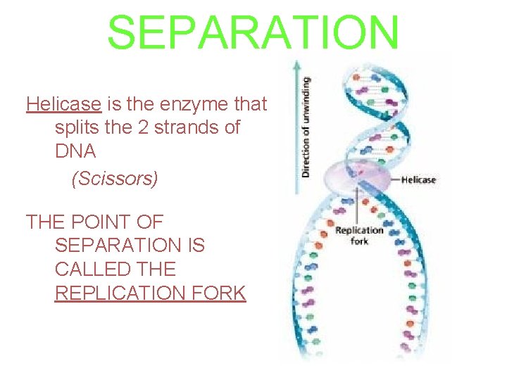 SEPARATION Helicase is the enzyme that splits the 2 strands of DNA (Scissors) THE