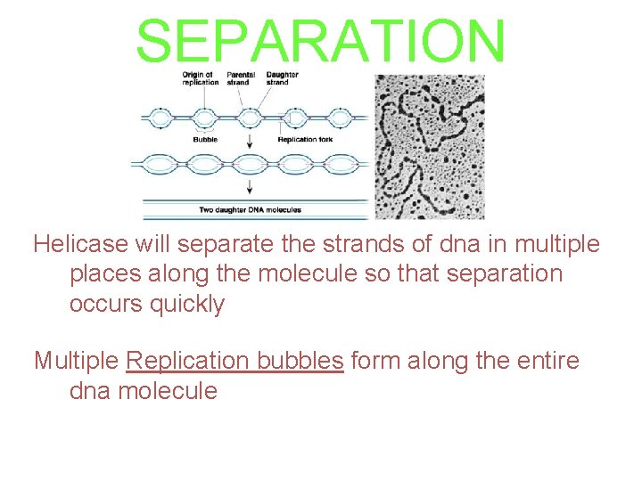 SEPARATION Helicase will separate the strands of dna in multiple places along the molecule