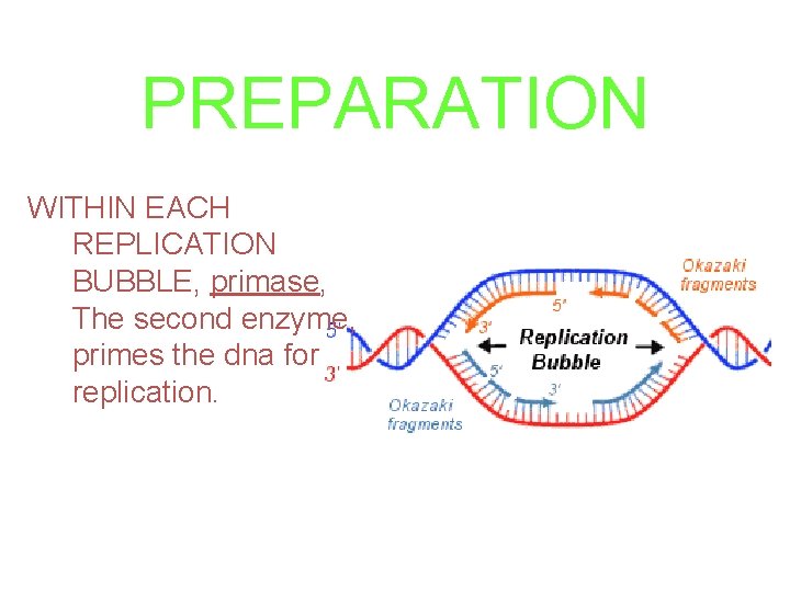PREPARATION WITHIN EACH REPLICATION BUBBLE, primase, The second enzyme, primes the dna for replication.