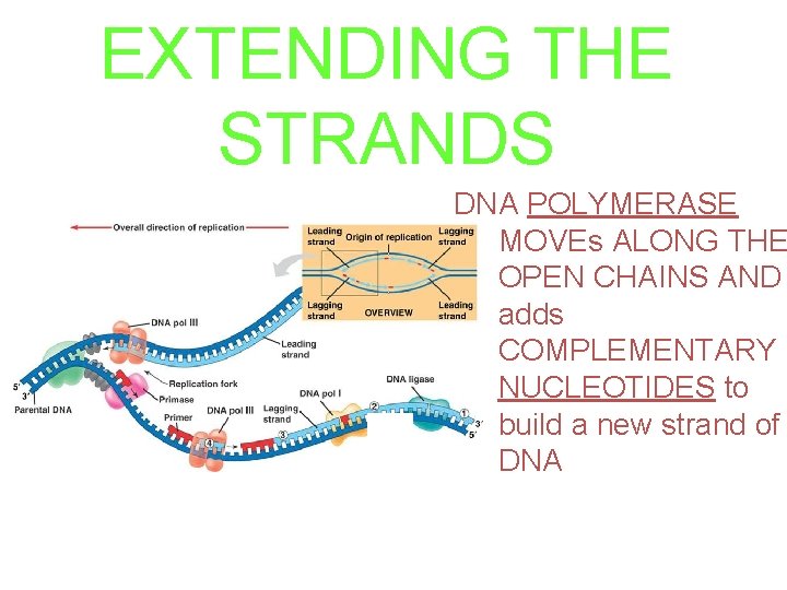 EXTENDING THE STRANDS DNA POLYMERASE MOVEs ALONG THE OPEN CHAINS AND adds COMPLEMENTARY NUCLEOTIDES