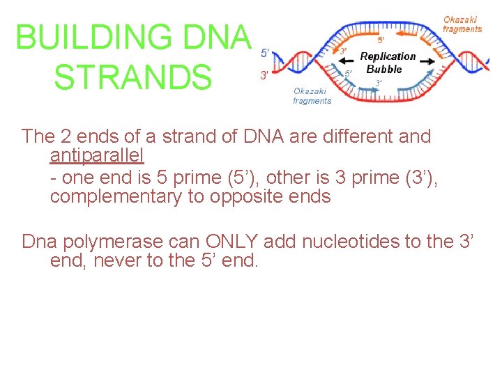 BUILDING DNA STRANDS The 2 ends of a strand of DNA are different and