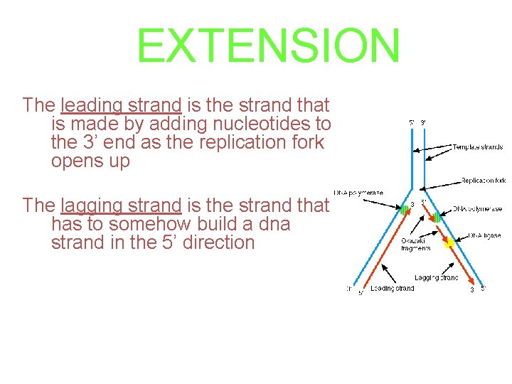 EXTENSION The leading strand is the strand that is made by adding nucleotides to