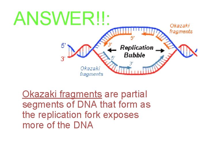 ANSWER!!: Okazaki fragments are partial segments of DNA that form as the replication fork