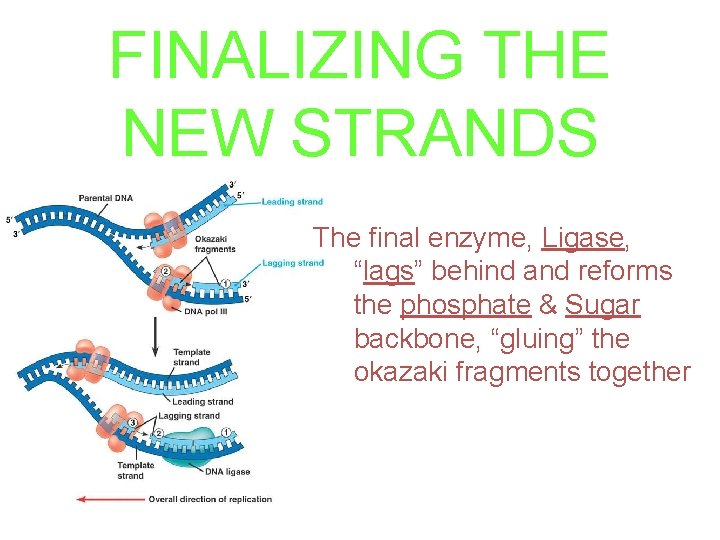 FINALIZING THE NEW STRANDS The final enzyme, Ligase, “lags” behind and reforms the phosphate