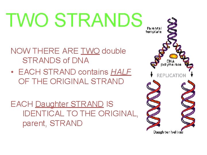 TWO STRANDS NOW THERE ARE TWO double STRANDS of DNA • EACH STRAND contains