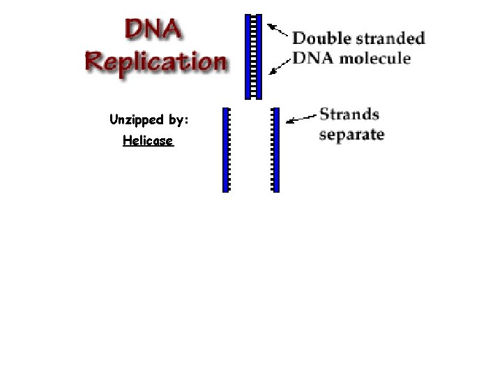 Unzipped by: Helicase 